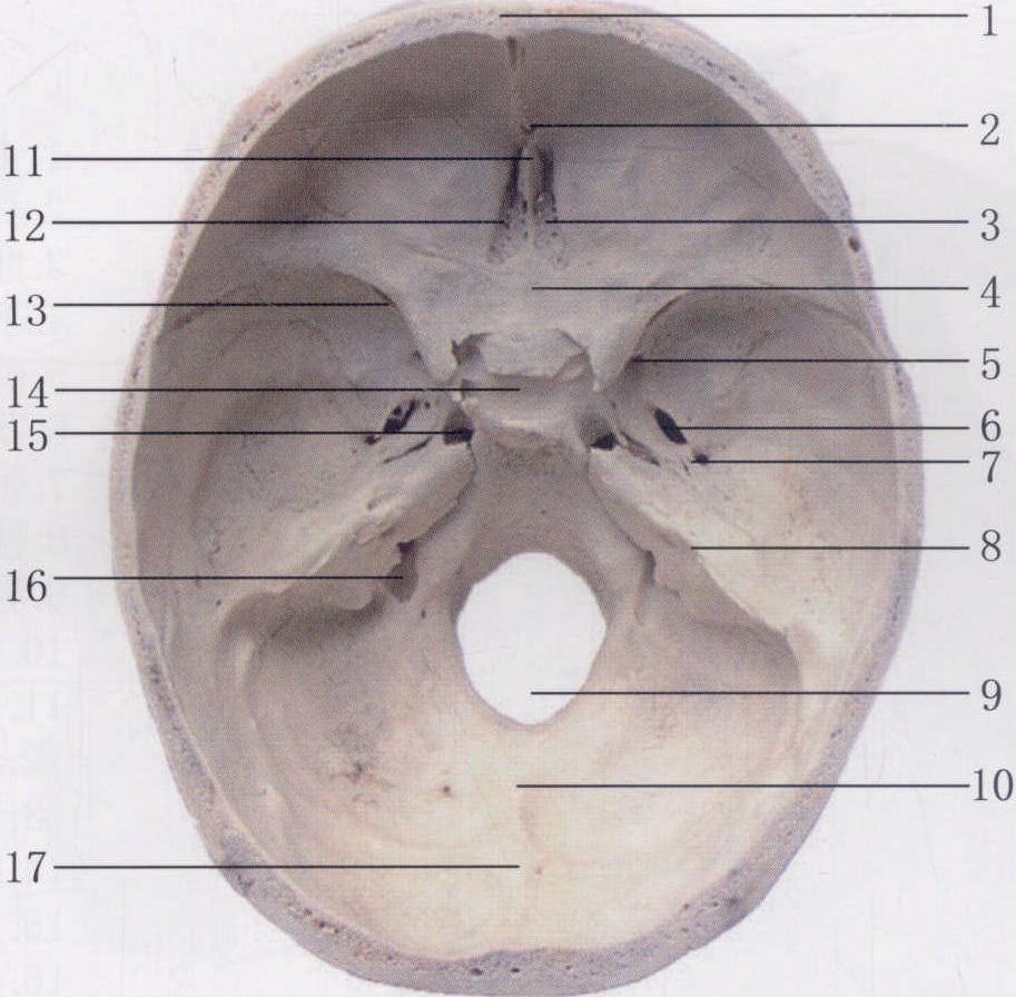 图3-19 颅骨(内面观)